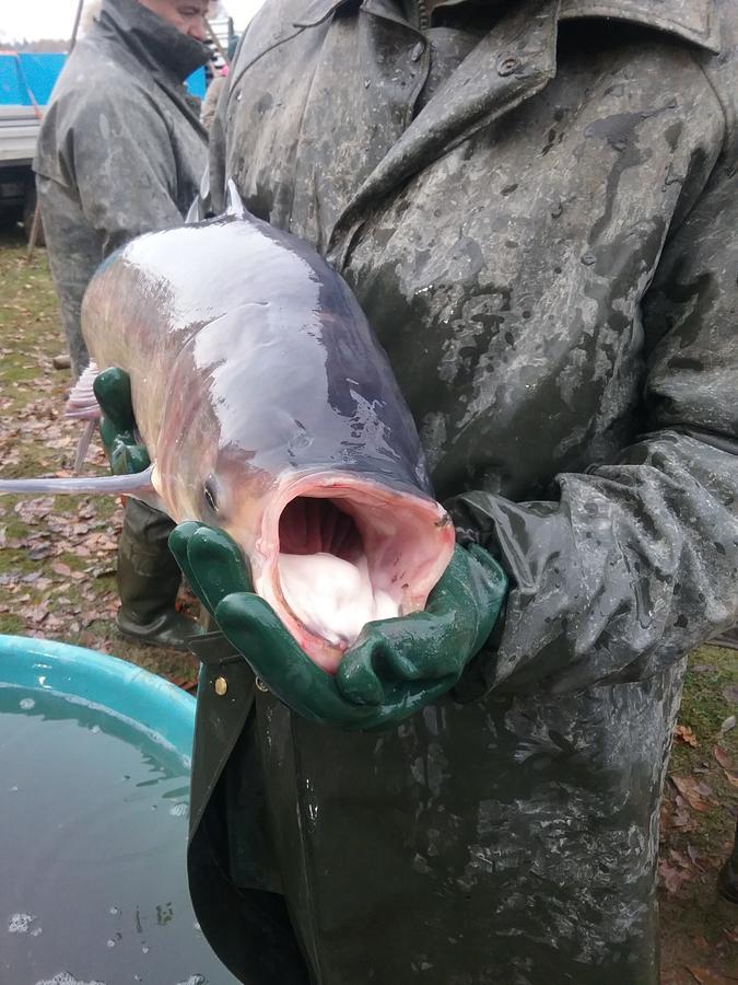 Penzion Pohoda Kvilda Buitenkant foto